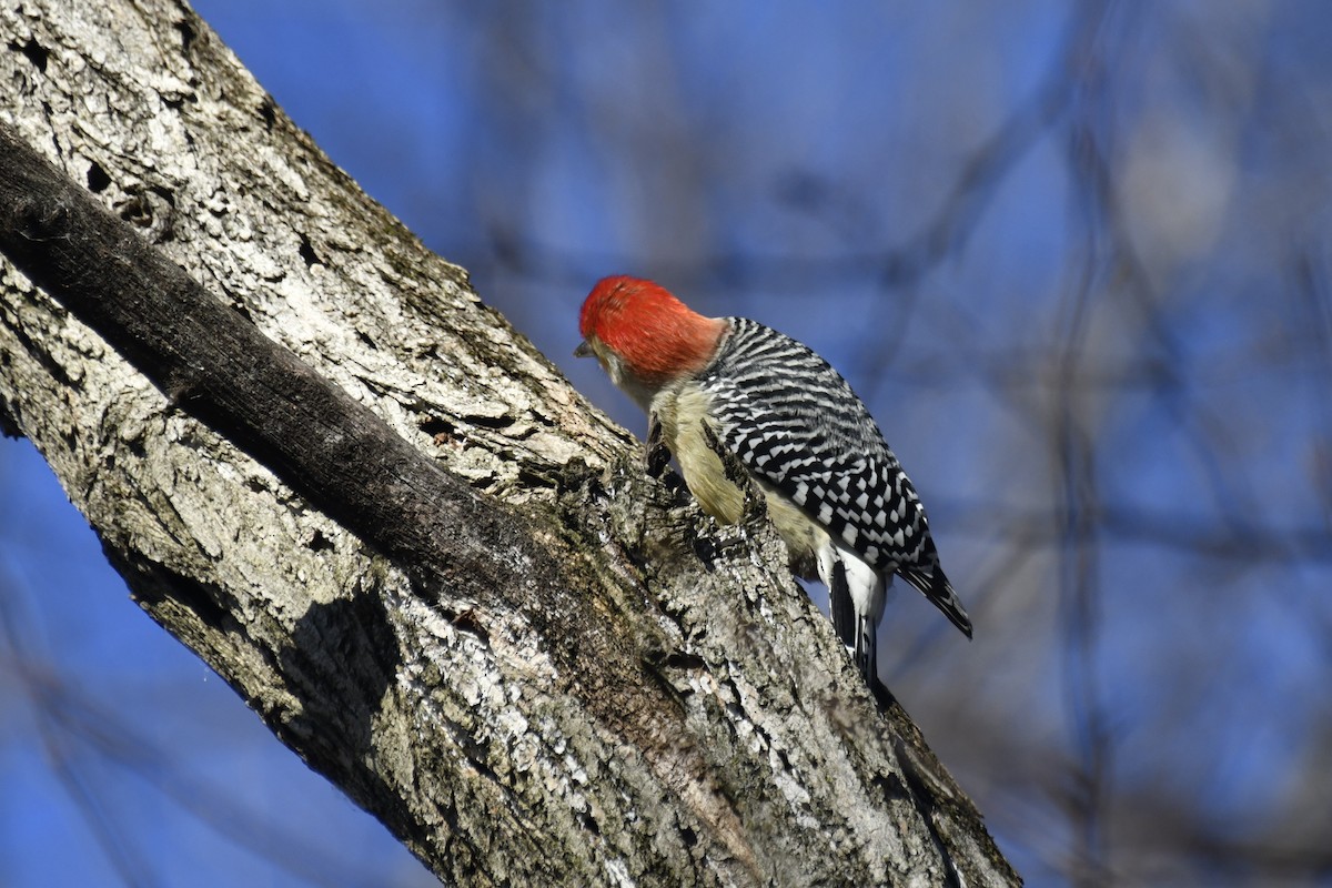 Red-bellied Woodpecker - ML613188267