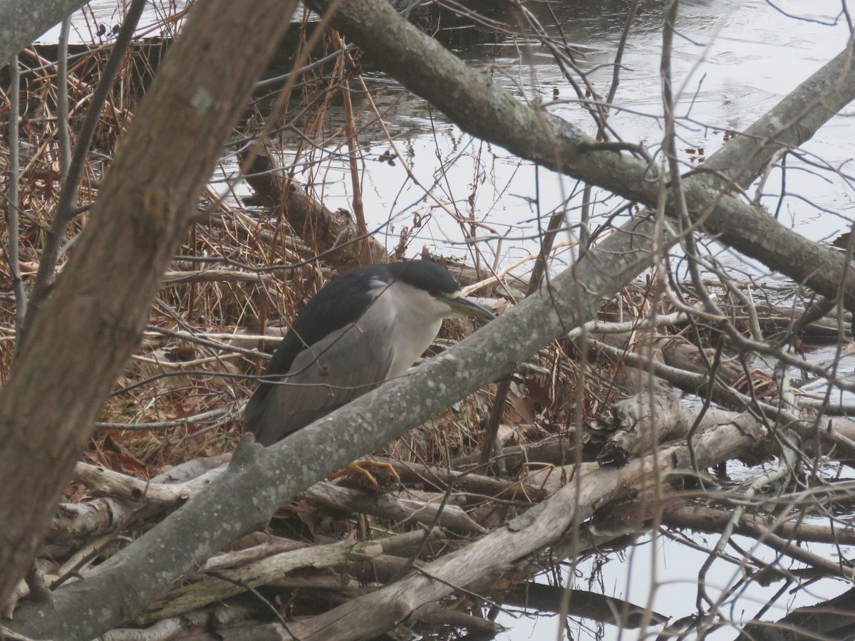 Black-crowned Night Heron - ML613188309