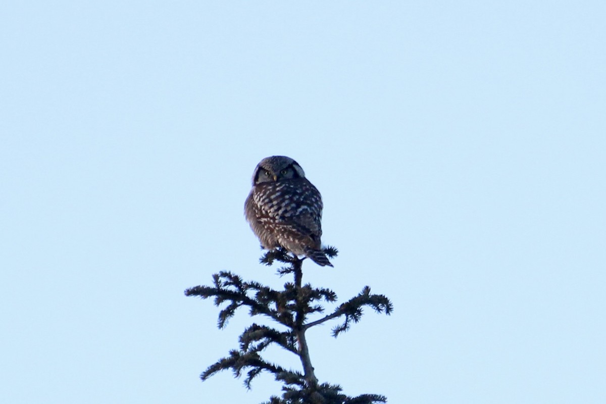 Northern Hawk Owl - ML613188328