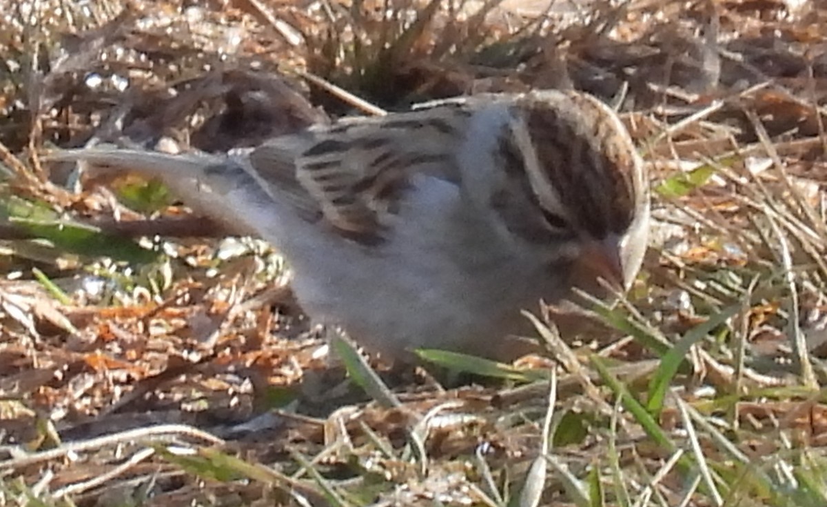 Chipping Sparrow - ML613188420