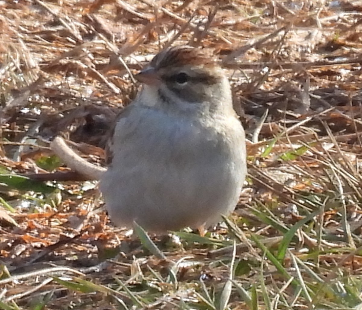 Chipping Sparrow - ML613188433