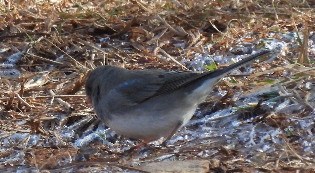 Junco Ojioscuro (hyemalis/carolinensis) - ML613188476