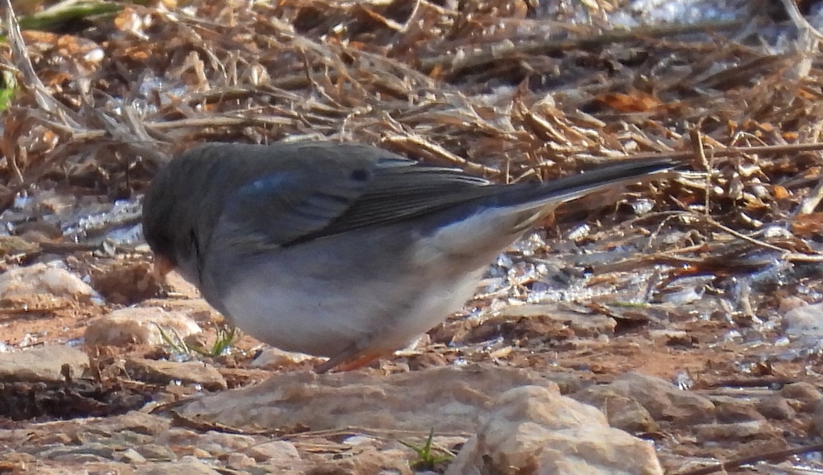 Junco Ojioscuro (hyemalis/carolinensis) - ML613188477