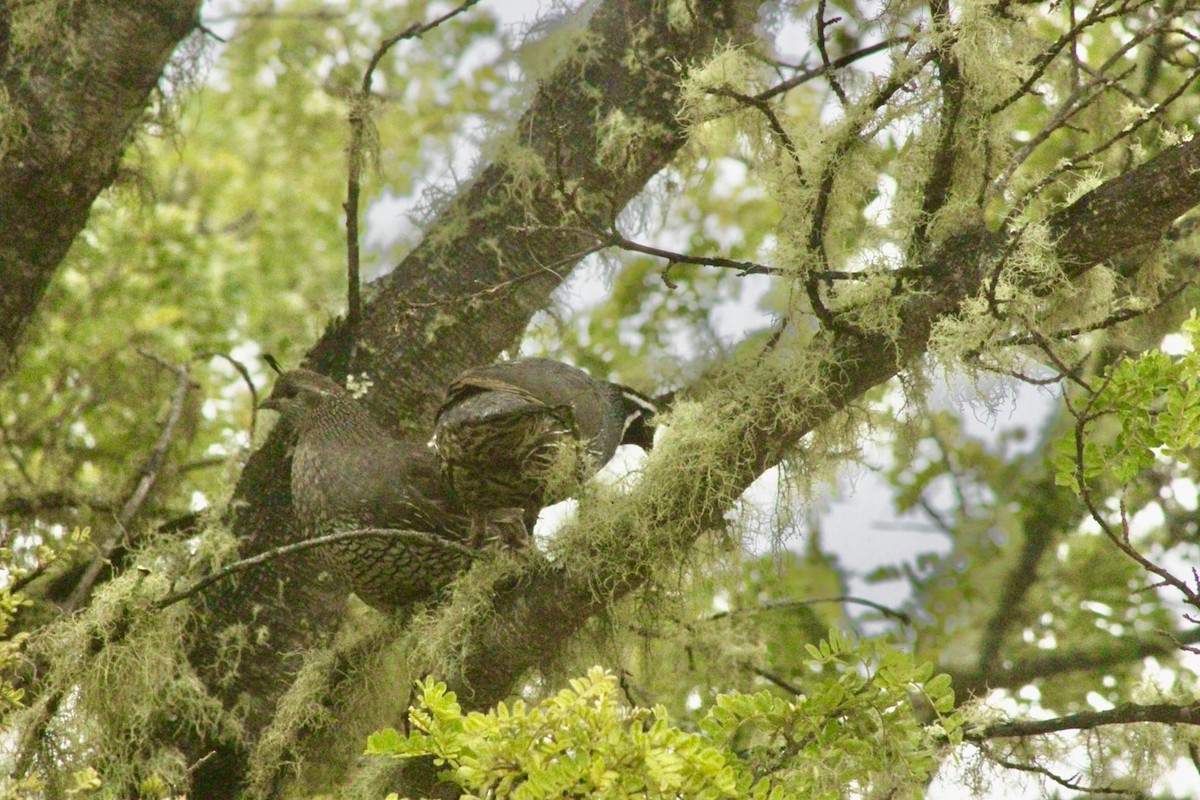 California Quail - ML613188484