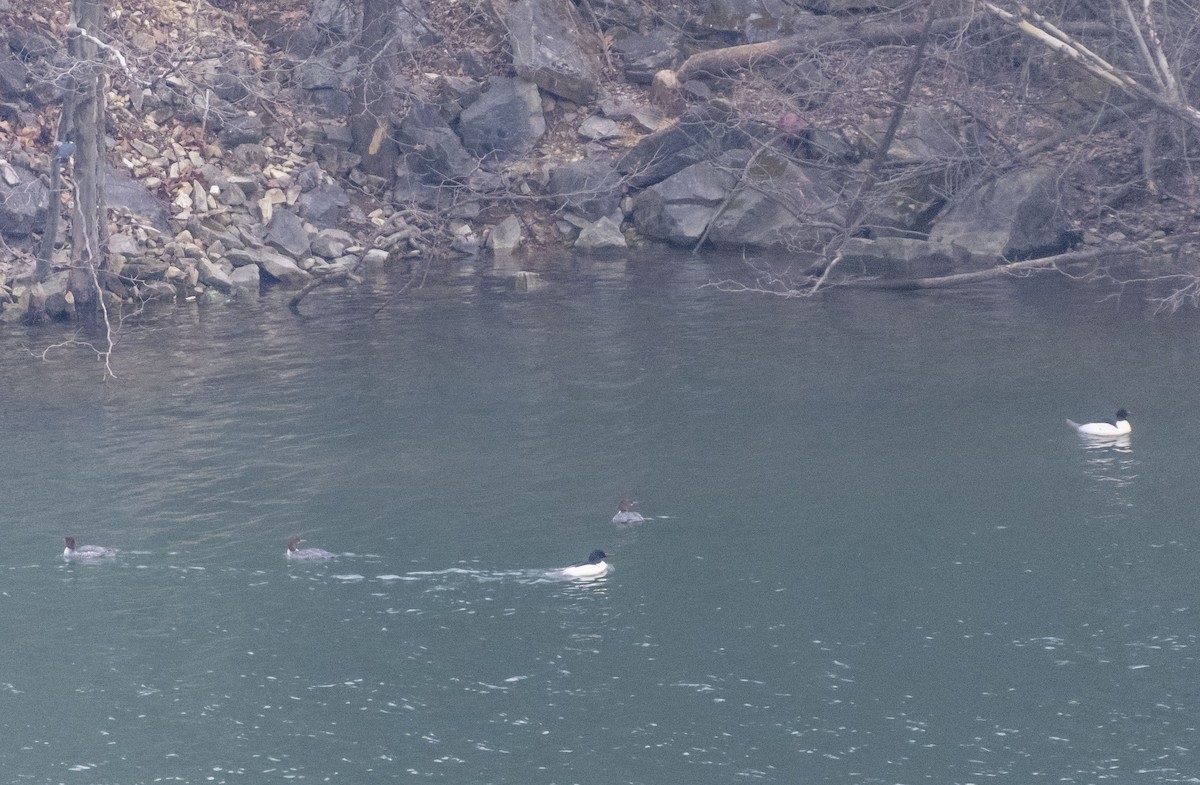 Common Merganser - ML613188501