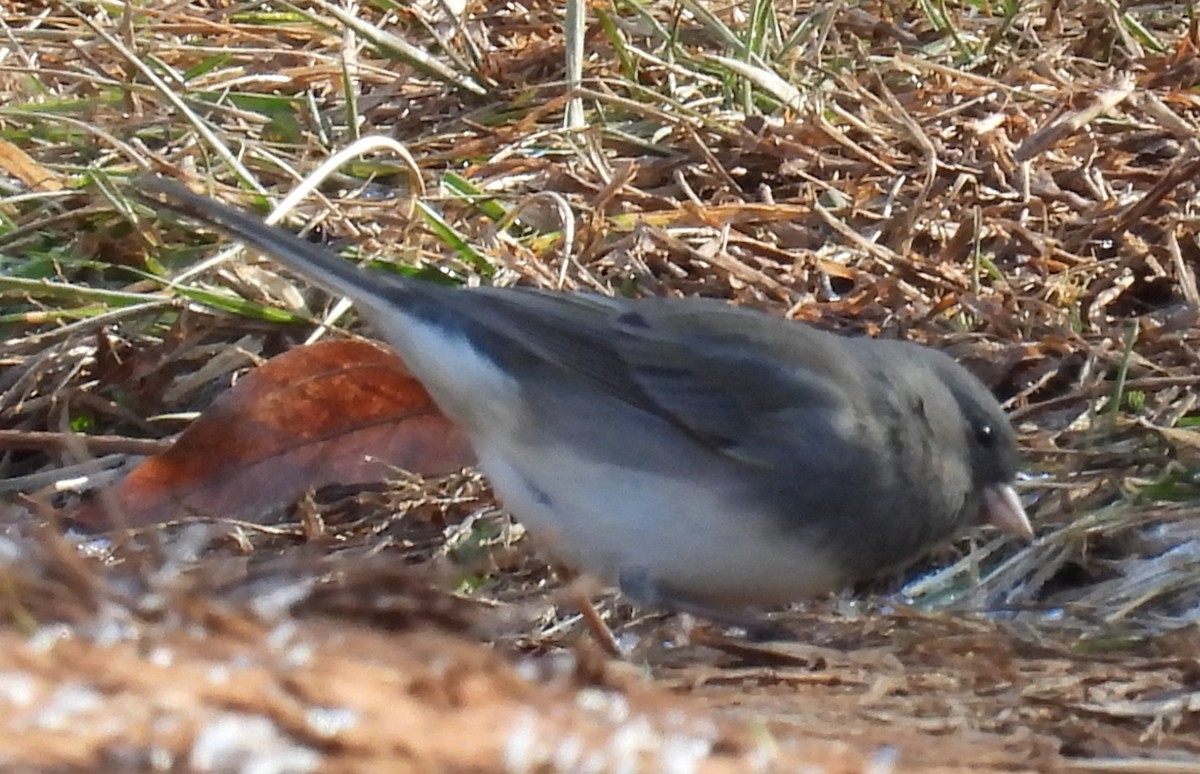 Junco Ojioscuro (hyemalis/carolinensis) - ML613188509