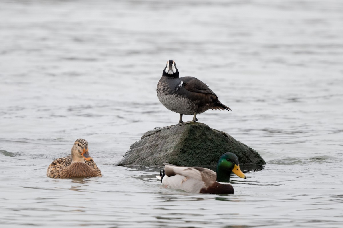 Harlequin Duck - Luke Robertson