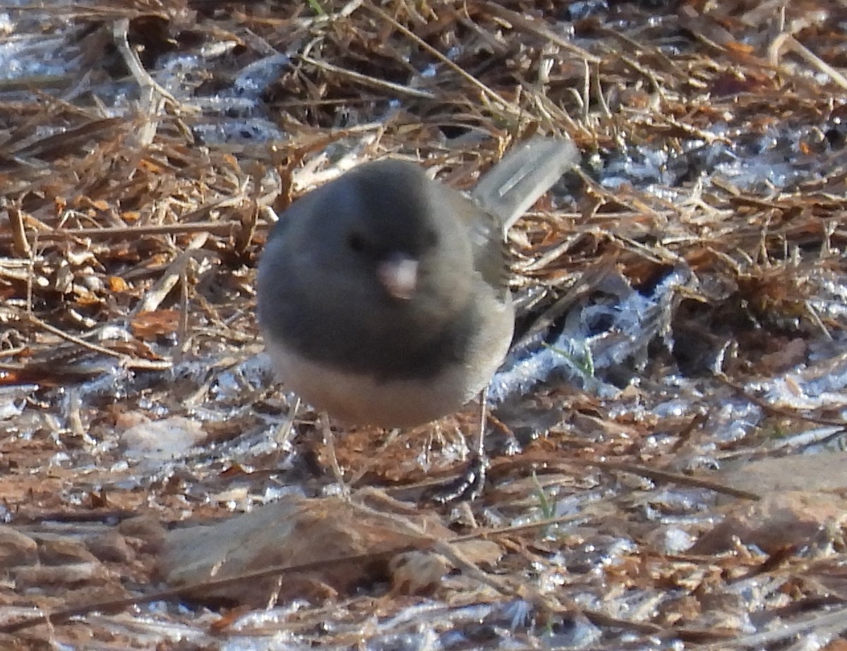 Юнко сірий (підвид hyemalis/carolinensis) - ML613188654