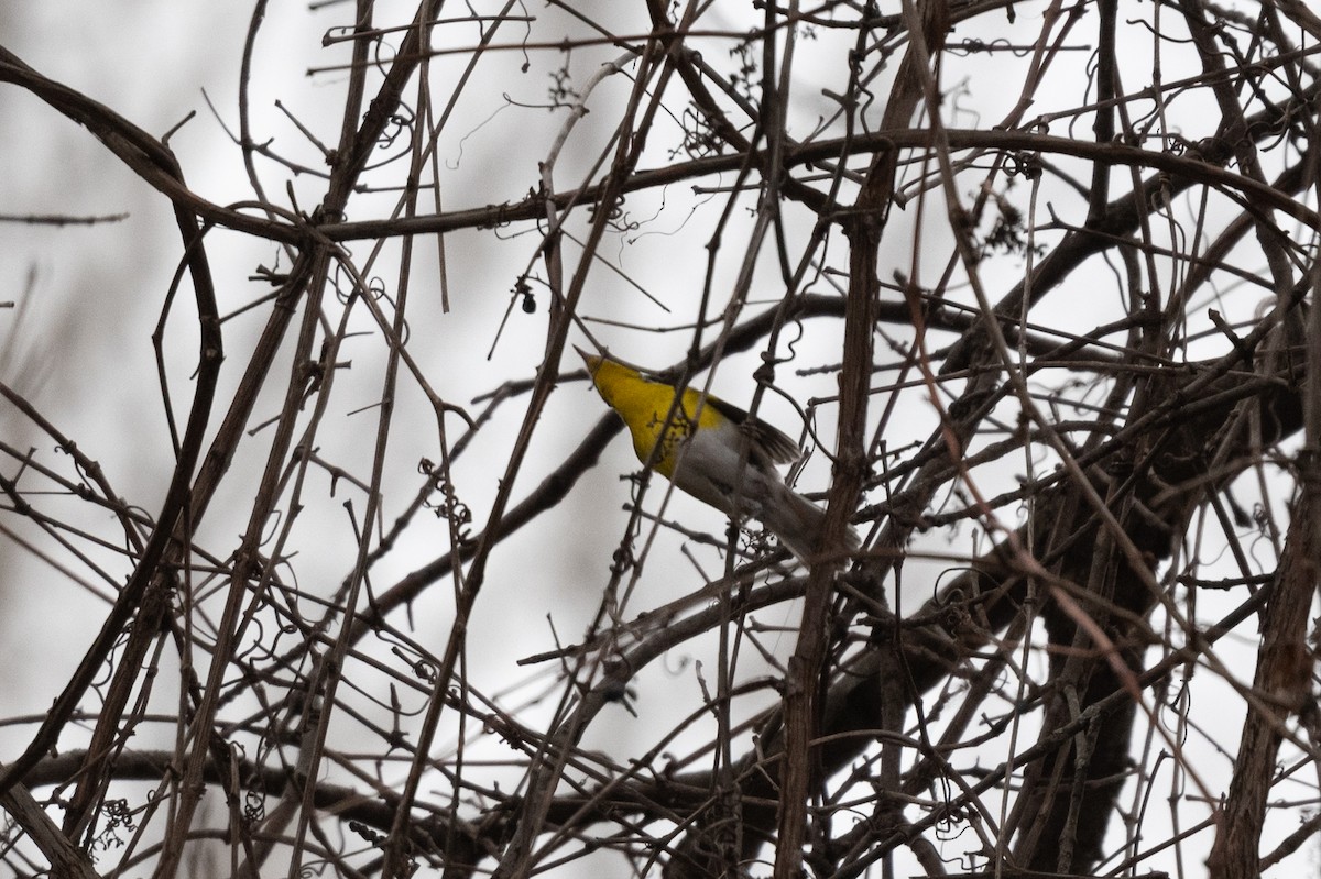 Yellow-breasted Chat - Diane Demers