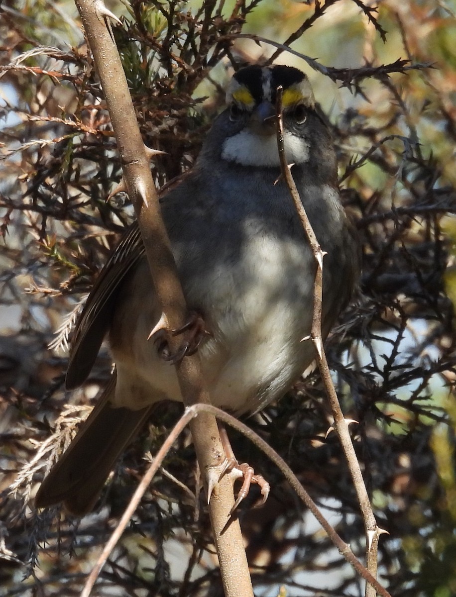 White-throated Sparrow - ML613188683