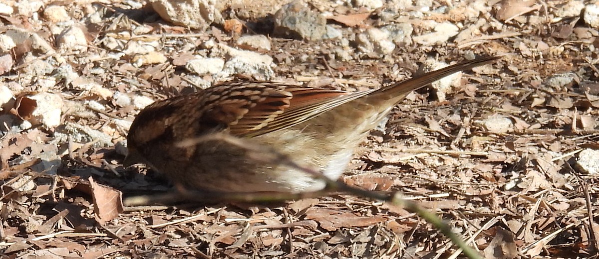 White-throated Sparrow - ML613188685