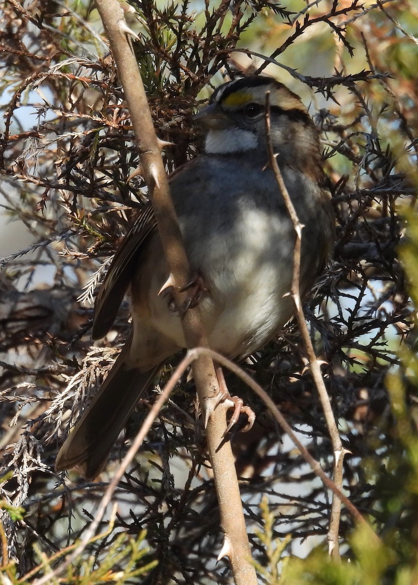 White-throated Sparrow - ML613188687