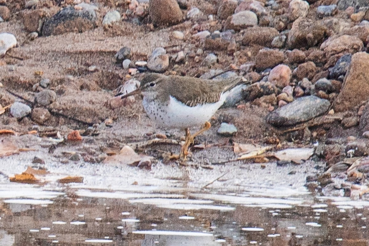 Spotted Sandpiper - ML613188703