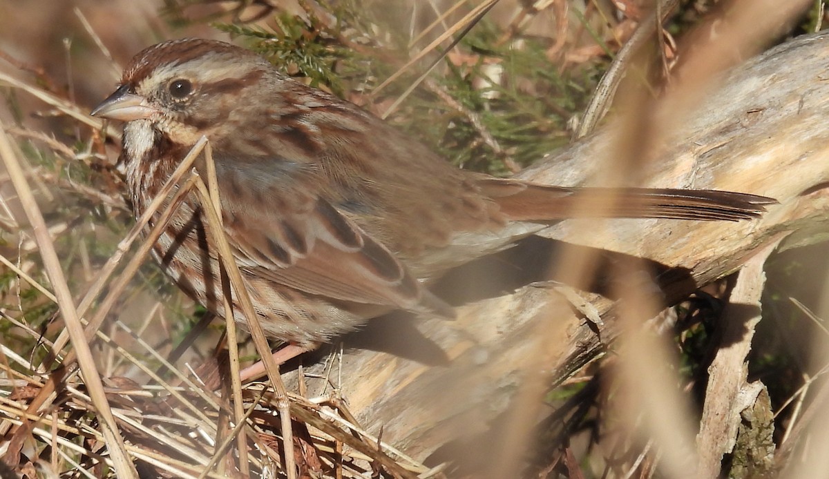 Song Sparrow - ML613188716