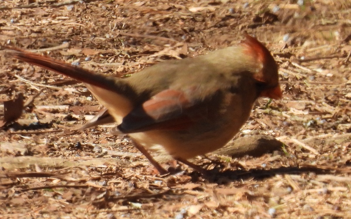 Northern Cardinal - ML613188743