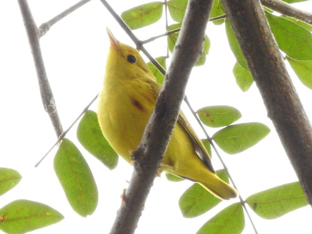 Yellow Warbler - Fernando Nunes