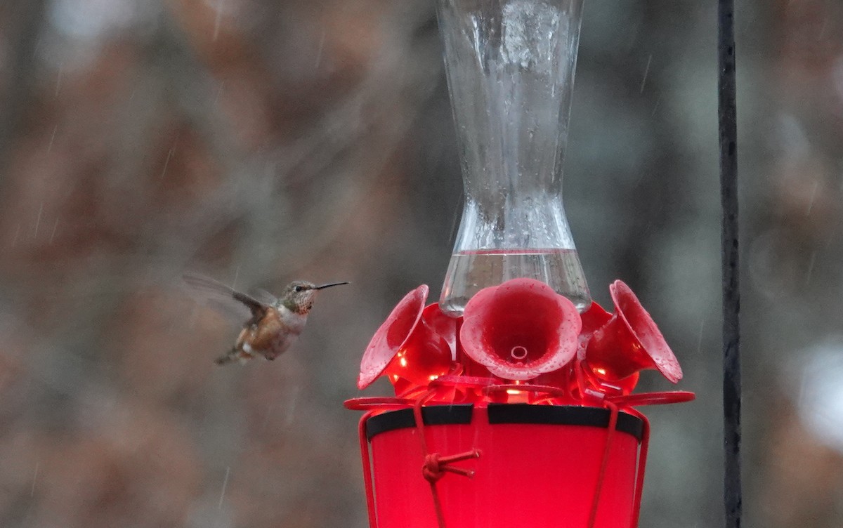 Rufous Hummingbird - ML613188800