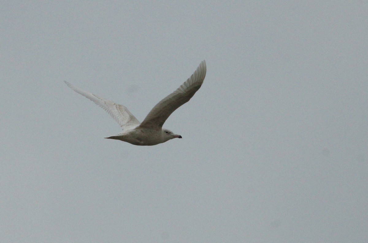 Glaucous Gull - ML613188803