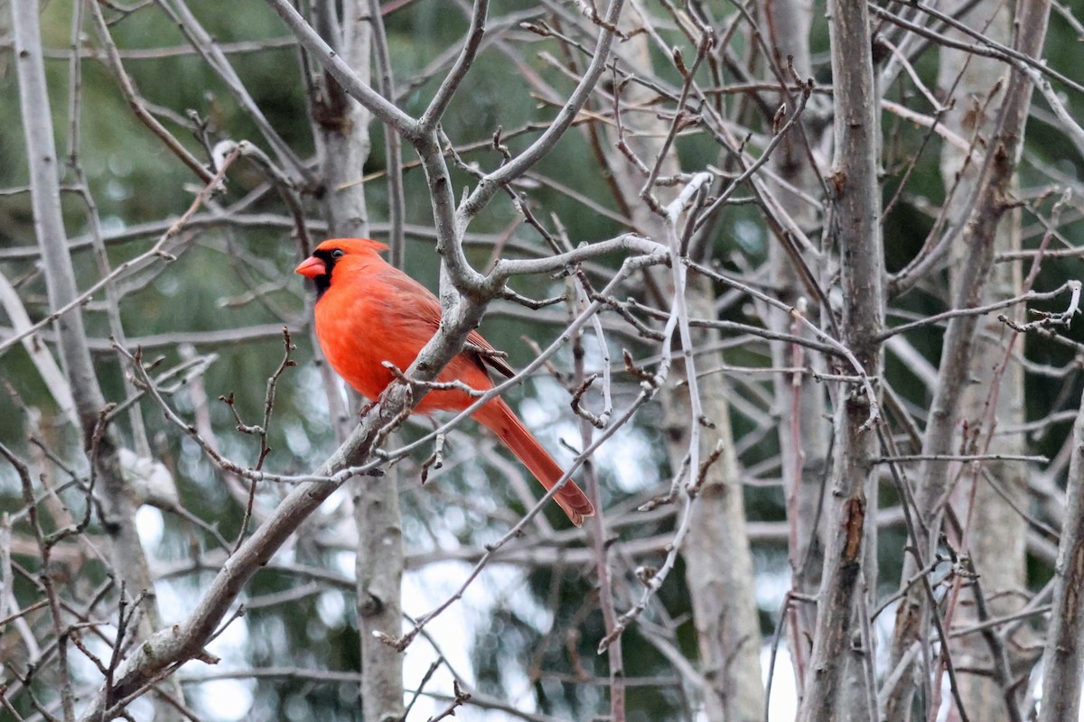 Northern Cardinal - ML613188843