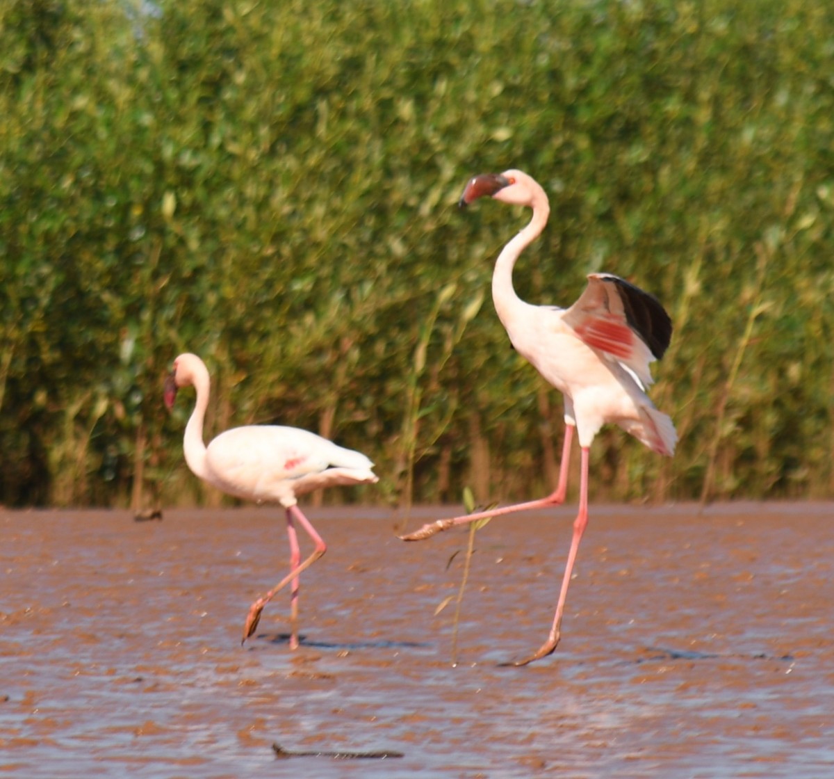 Küçük Flamingo - ML613188855