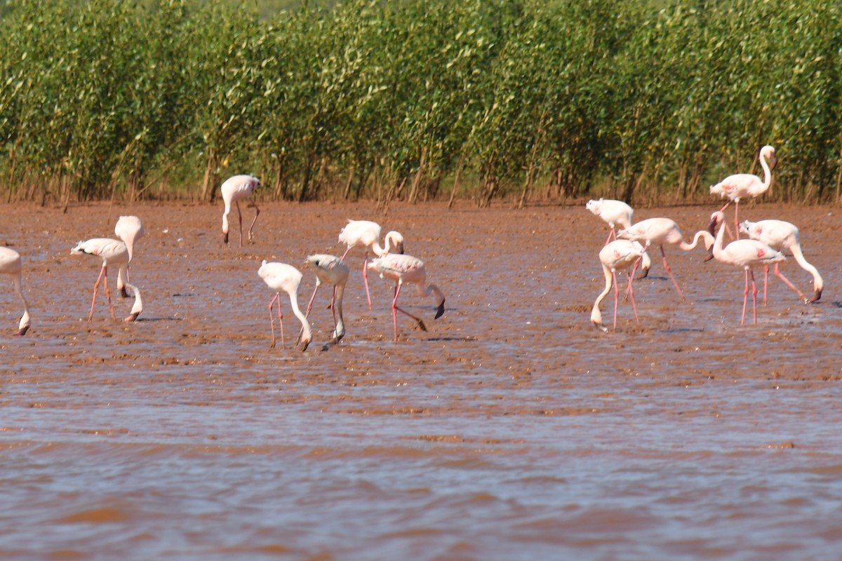 Lesser Flamingo - ML613188857