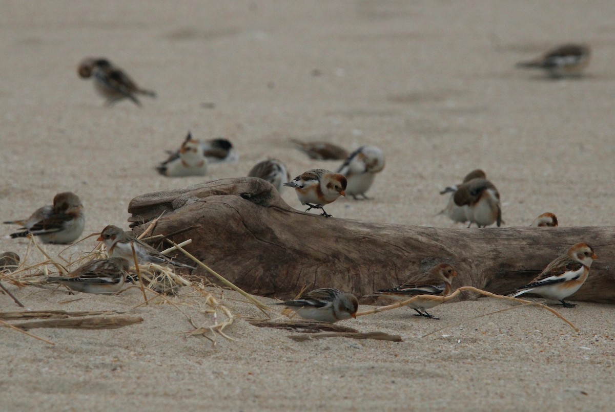 Snow Bunting - ML613188875