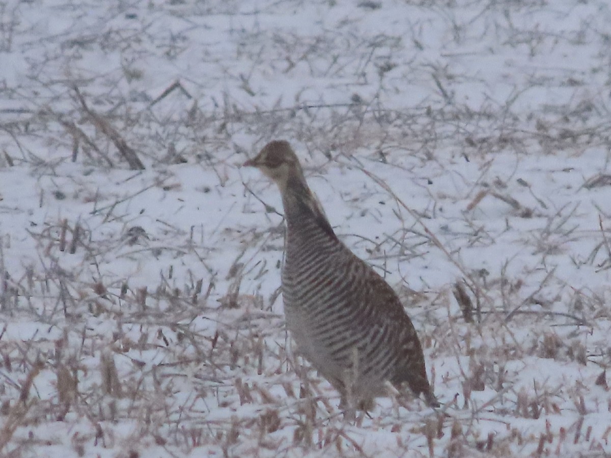Greater Prairie-Chicken - Lynn Barber