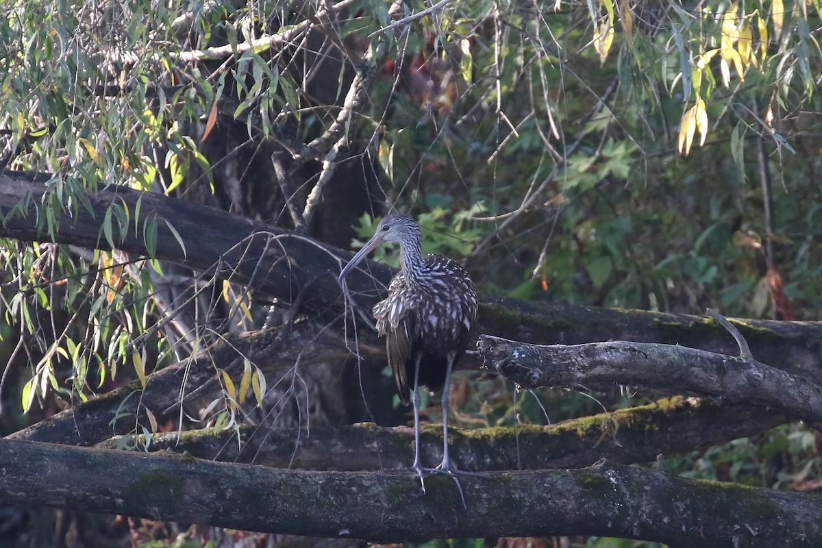 Limpkin - ML613188916