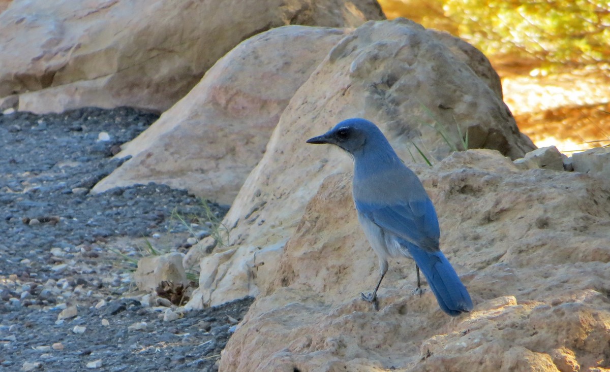 Woodhouse's Scrub-Jay - ML613188944