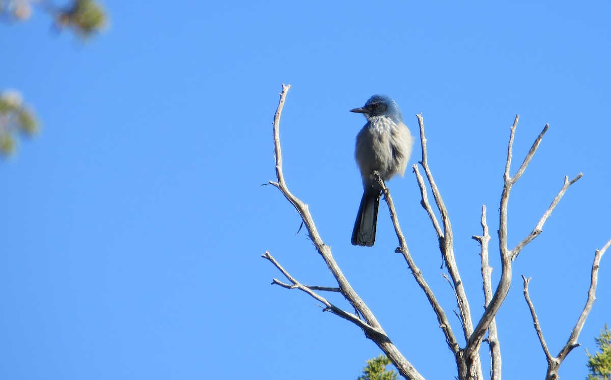 Woodhouse's Scrub-Jay - ML613188945