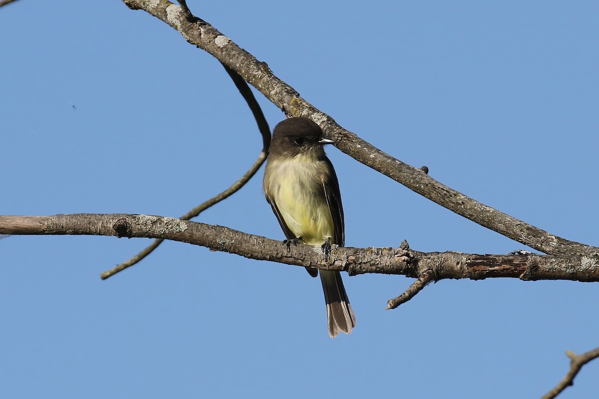 Eastern Phoebe - ML613188949