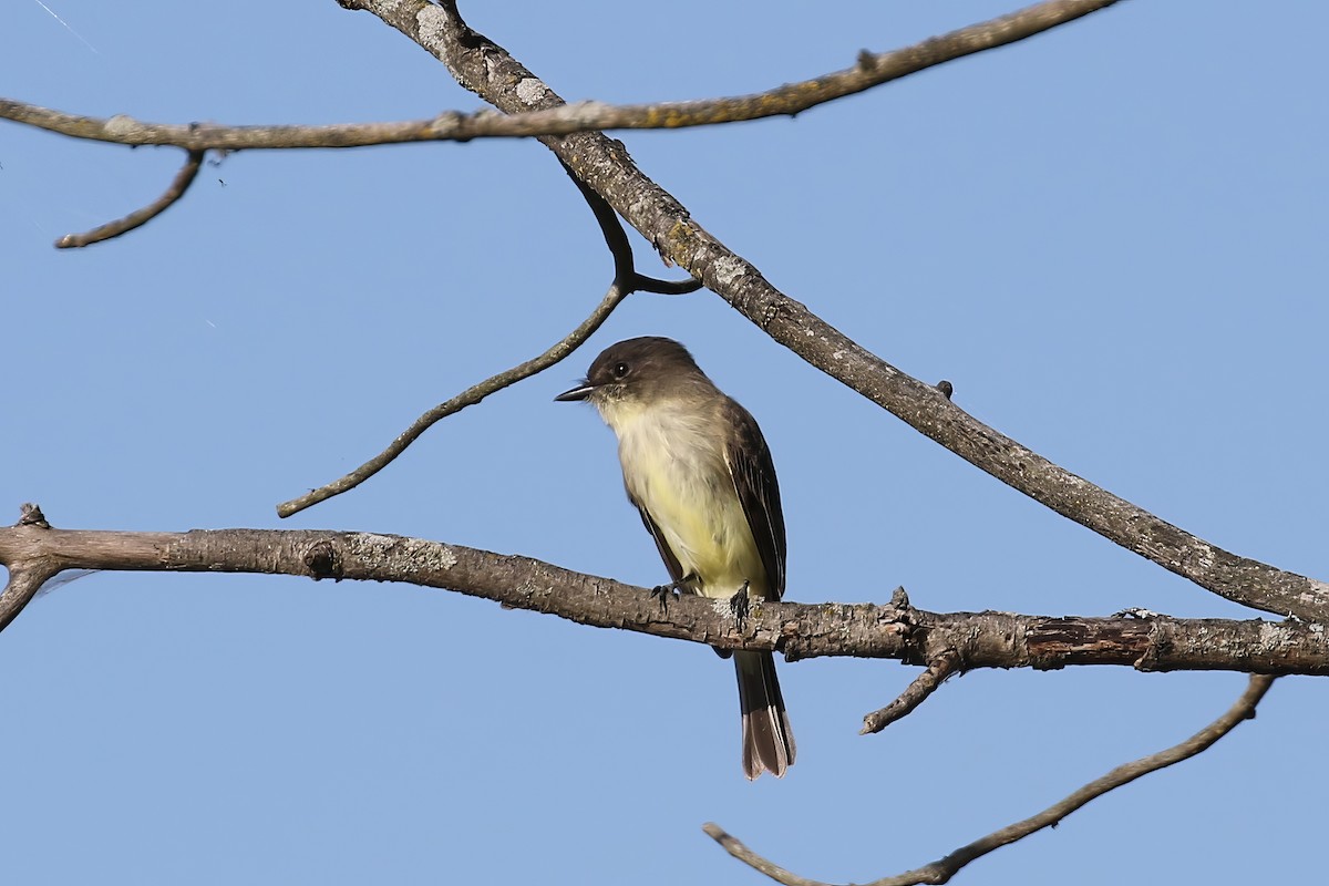 Eastern Phoebe - ML613188952