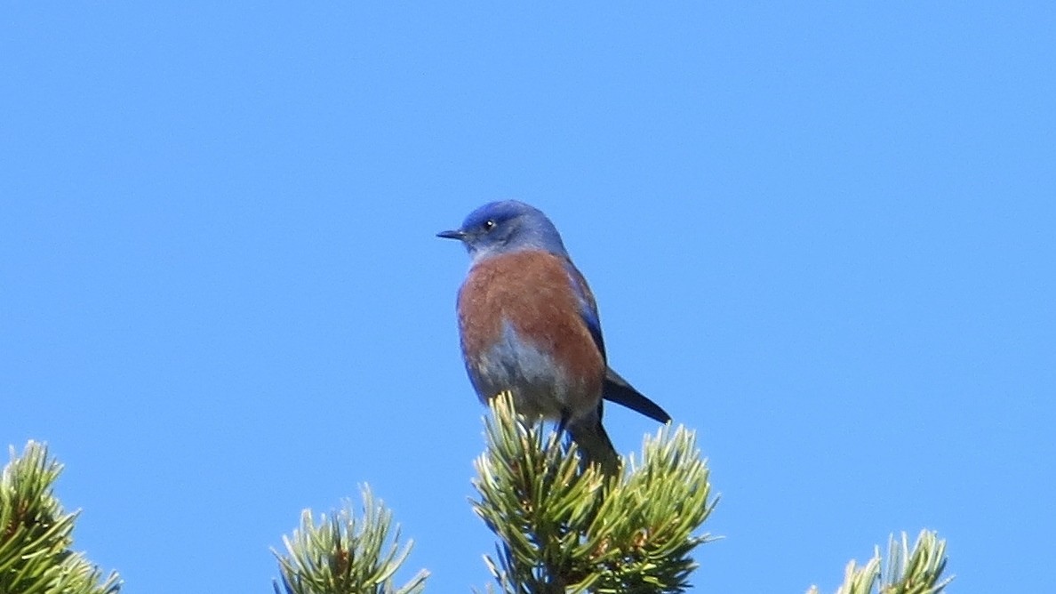 Western Bluebird - Sophia Wong