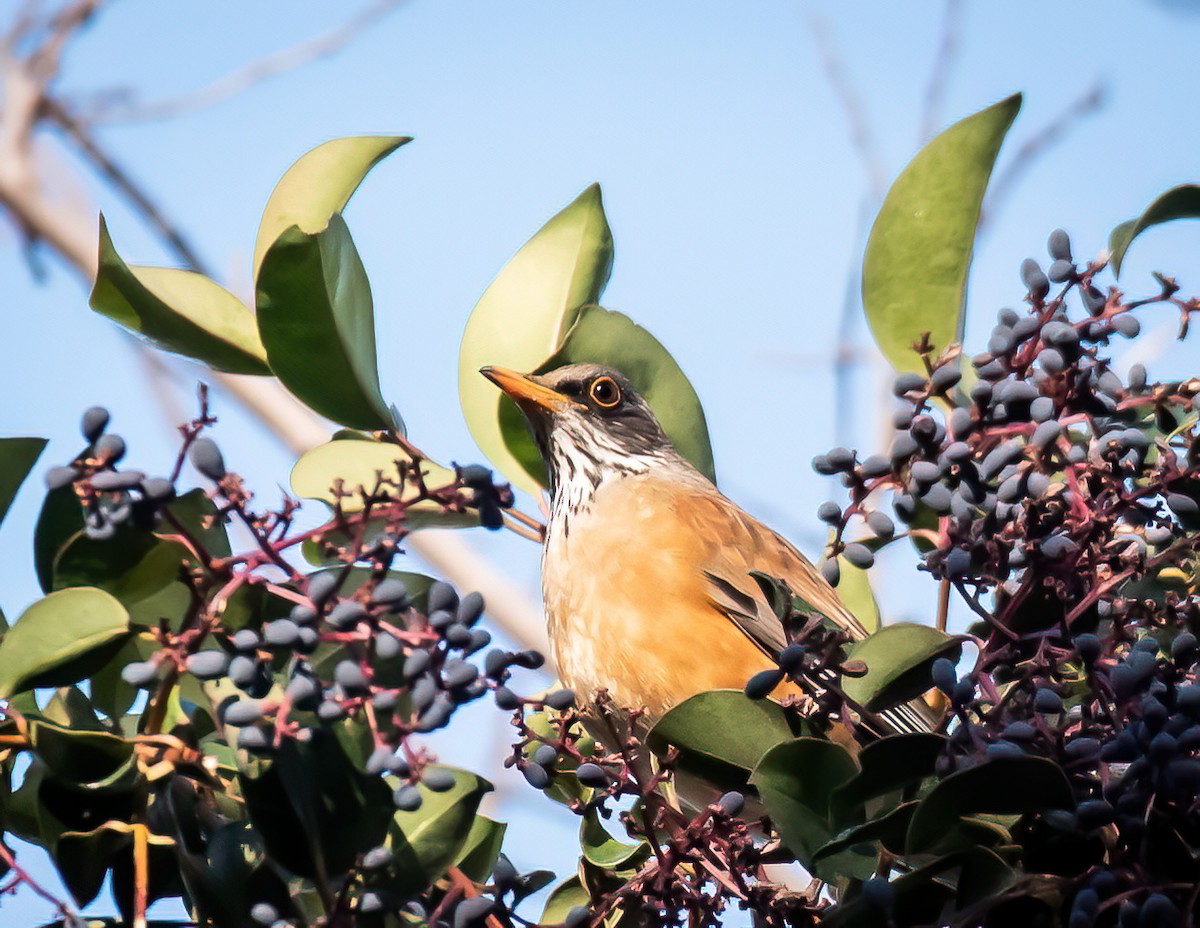 Rufous-backed Robin - Thomas Brown