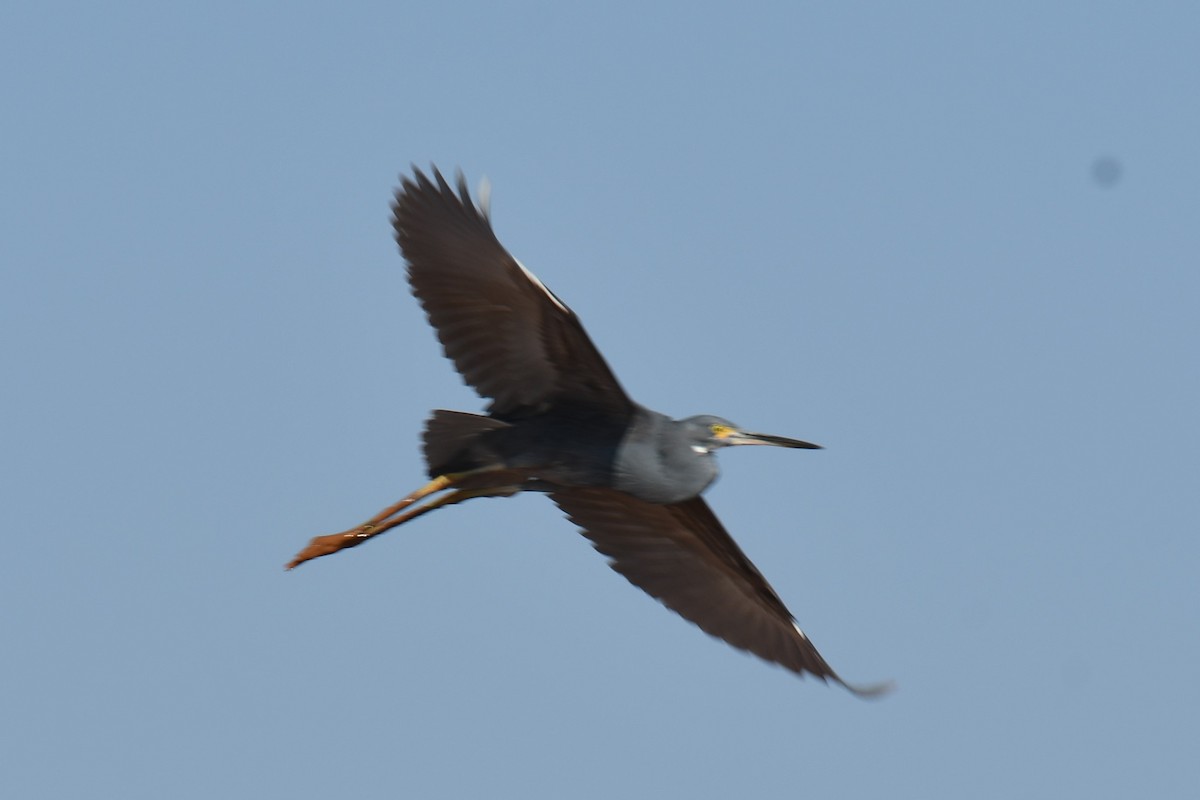 volavka stříbřitá (ssp. dimorpha) - ML613189001