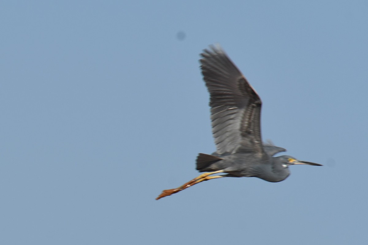 Little Egret (Dimorphic) - ML613189002