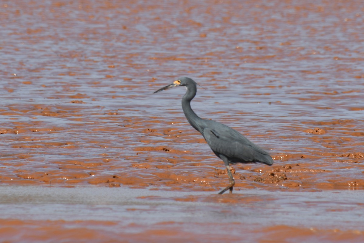 volavka stříbřitá (ssp. dimorpha) - ML613189003