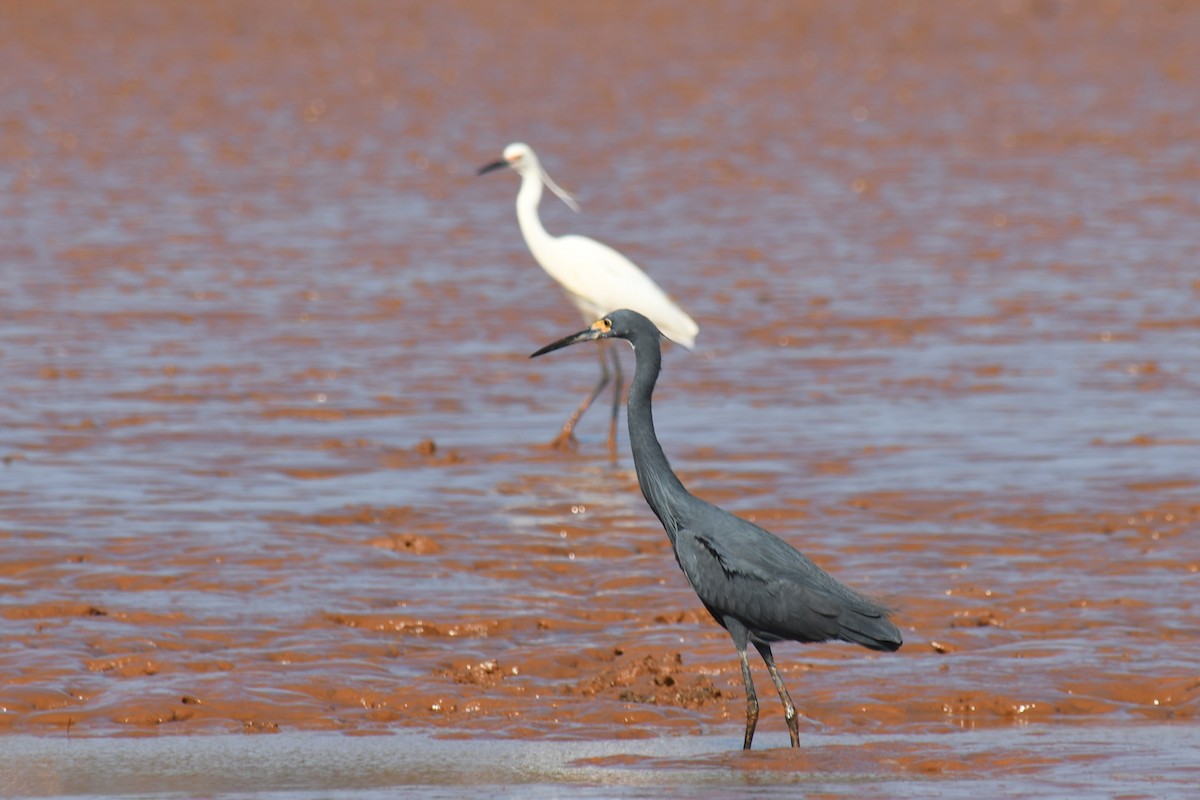 Little Egret (Dimorphic) - ML613189004