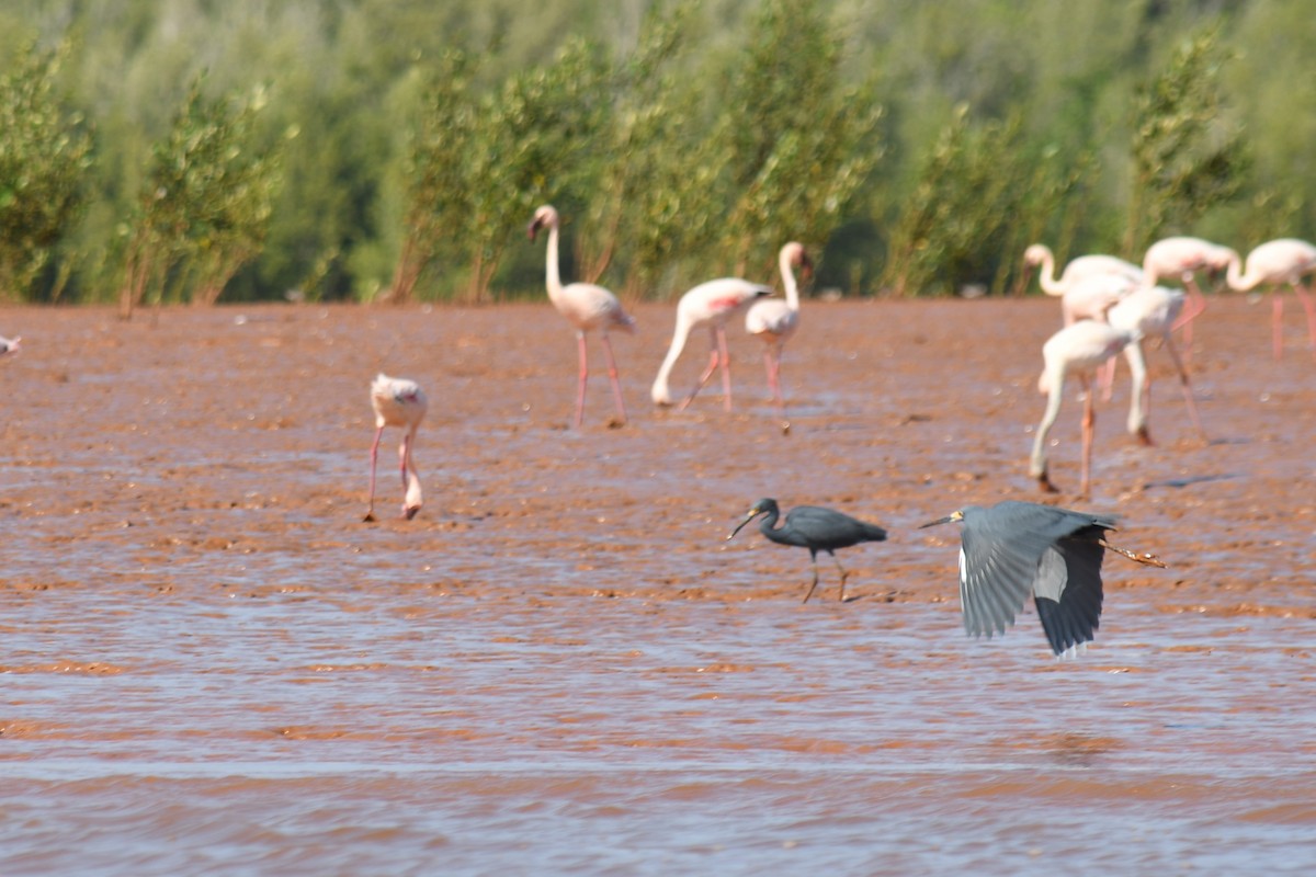 Little Egret (Dimorphic) - ML613189005