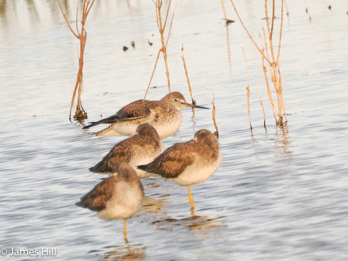 Greater Yellowlegs - ML613189038