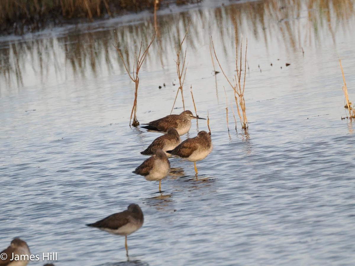 Greater Yellowlegs - ML613189039