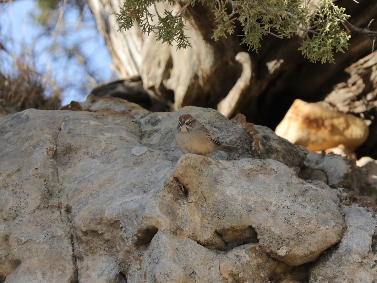 Rufous-crowned Sparrow - ML613189092