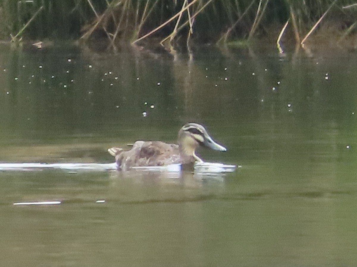 Mallard x Pacific Black Duck (hybrid) - ML613189099