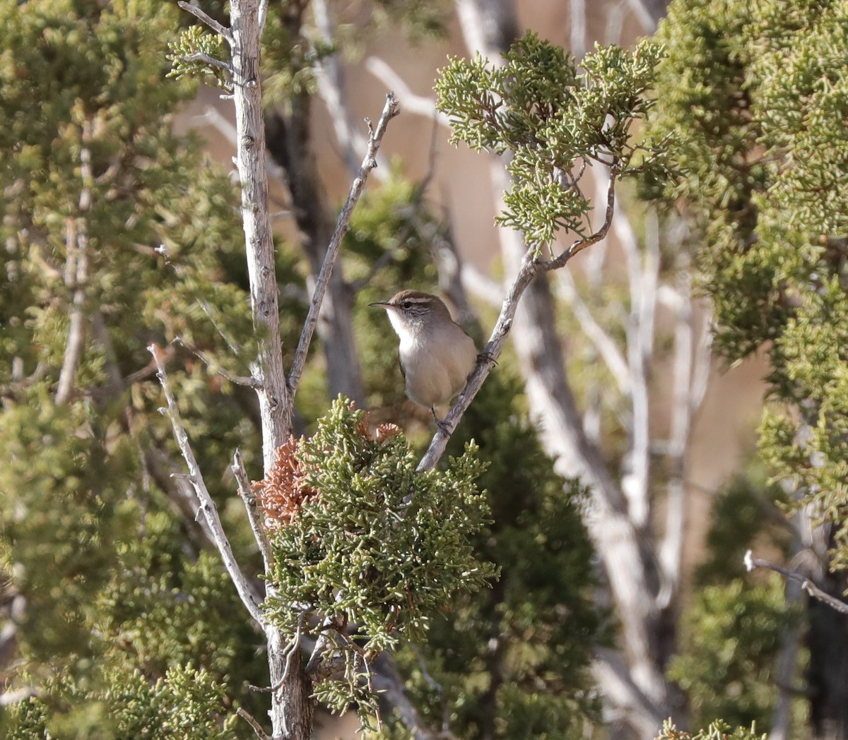 Bewick's Wren - ML613189101