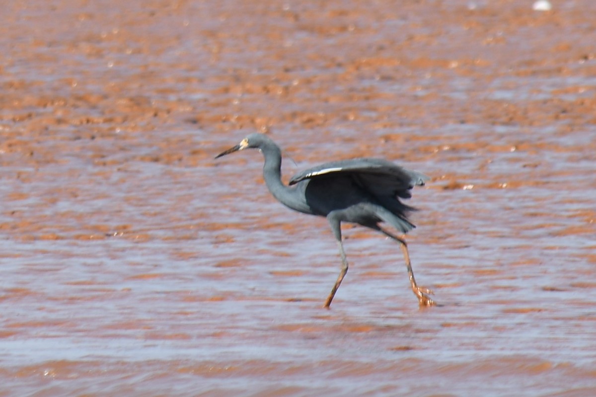 Little Egret (Dimorphic) - ML613189139