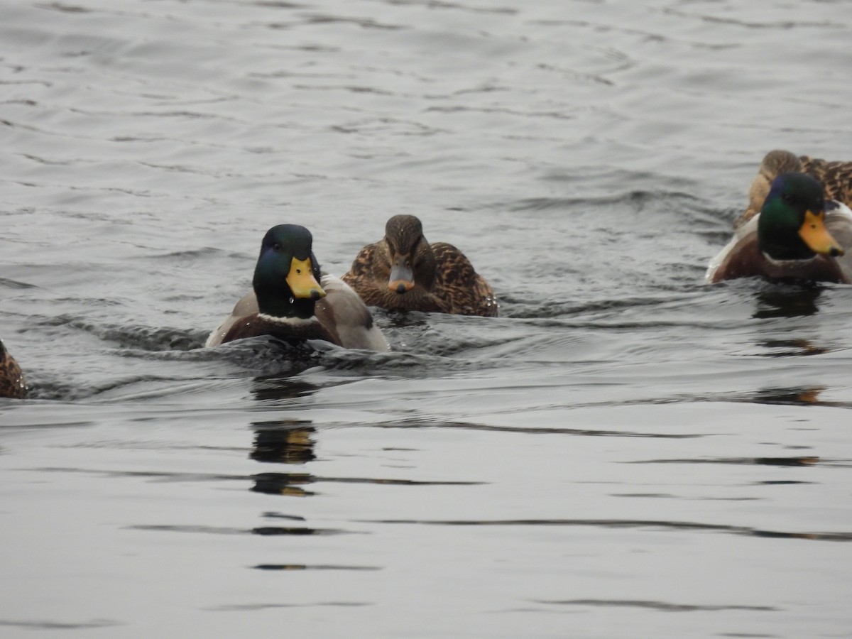 Canard colvert - ML613189160