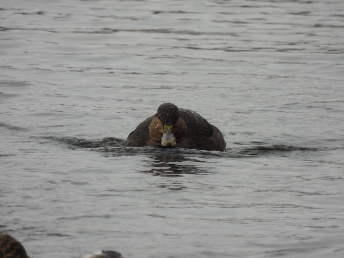 American Black Duck - ML613189165