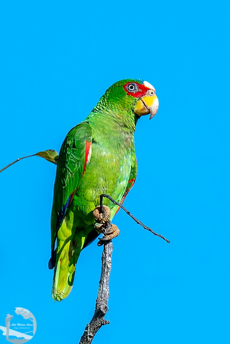 White-fronted Parrot - ML613189225