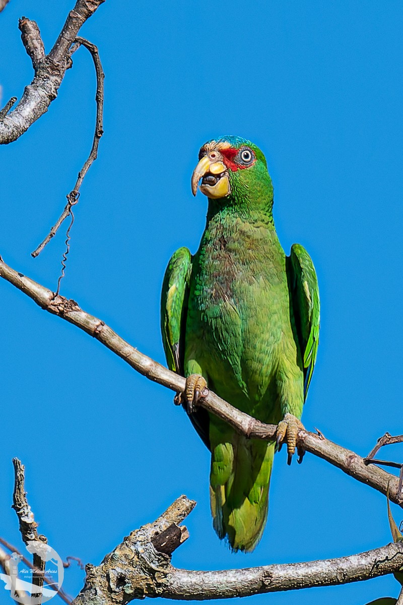 White-fronted Parrot - ML613189226