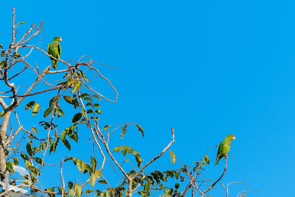 White-fronted Parrot - ML613189227